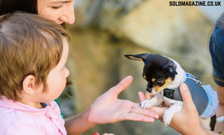 pet grooming in Cocoa Beach