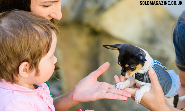 pet grooming in Cocoa Beach