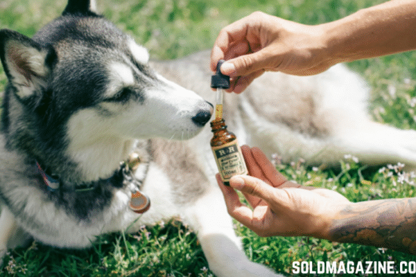 Joint Supplements for Dogs