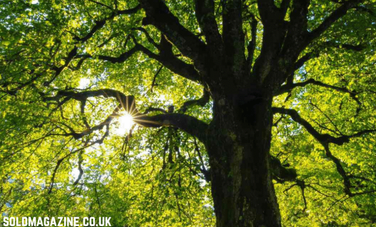 Tree Surgeon London